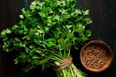 CULANTRO (ATADO)