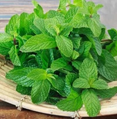 MENTA (ATADO)