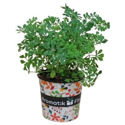 PLANTA DE RUDA