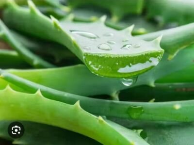 SABILA ALOE VERA (HOJA)