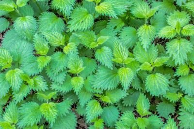 plant, nature, leaf, nettle, herbs, nettles, stinging nettle plant, burn, painful, wild herb, weed, nettle, nettle, nettle, nettle, nettle, nettles