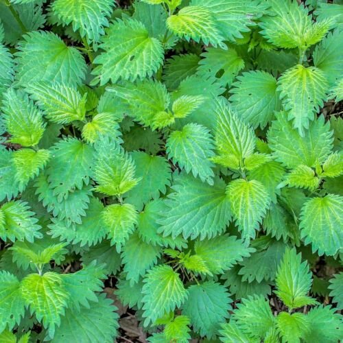 plant, nature, leaf, nettle, herbs, nettles, stinging nettle plant, burn, painful, wild herb, weed, nettle, nettle, nettle, nettle, nettle, nettles