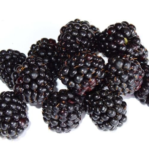 blackberry, bramble, berry, fruit, macro, irritated, blackberry, blackberry, blackberry, blackberry, blackberry