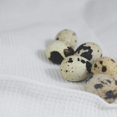 Speckled quail eggs lying on textured white fabric, perfect for culinary and still life themes.