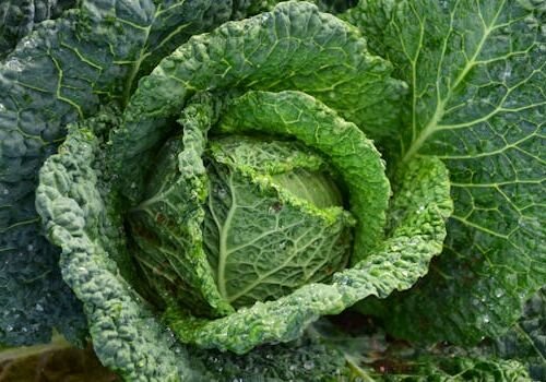 Detailed image of vibrant green cabbage with dew drops highlighting freshness and growth.