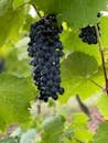 Close-up of ripe black grapes on lush grapevine in an Ontario vineyard.