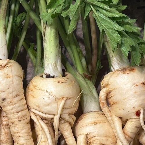 Close-up of fresh parsnips with leafy green tops, showcasing organic produce at a market.