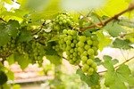 uva, fruit, vine, green, nature